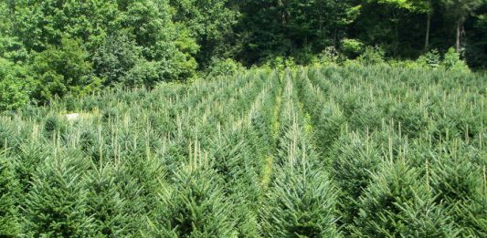 Nuova vita per gli alberi di Natale, la raccolta dal 7 al 9. Ecco dove consegnarli