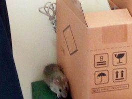 Topi “a passeggio” per i corridoi del Tribunale, FP CGIL chiede un immediato intervento di disinfestazione