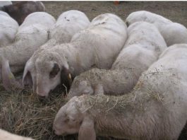 Caso di brucellosi in un allevamento di Larderia, ordinata macellazione del bestiame