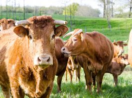 Casi di tubercolosi bovina in una cooperativa messinese, ordinato l’abbattimento e altre misure