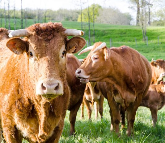 Casi di tubercolosi bovina in una cooperativa messinese, ordinato l’abbattimento e altre misure
