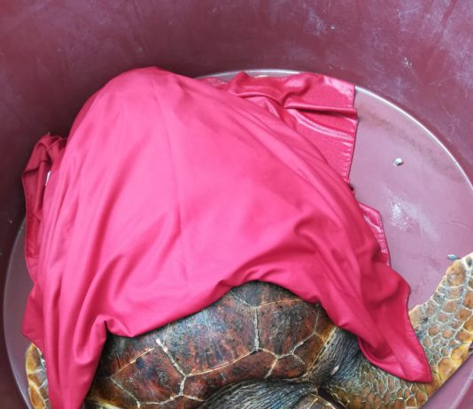 Tartaruga ferita da amo da pesca salvata a Ganzirri dalla Guardia Costiera