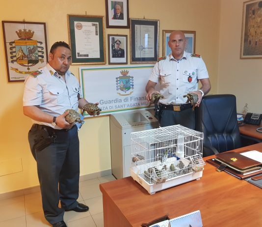 Commercio illegale di fauna protetta, sequestrate 27 tartarughe e 15 uccelli di varie specie