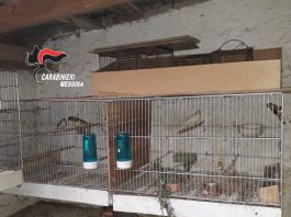 Bracconaggio, denunciato 72 enne in possesso di volatili appartenenti a specie protette