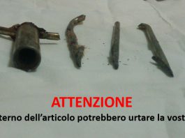 Gatta fiocinata all’occhio: recuperata e soccorsa. Ecco come aiutarla