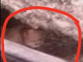 Ganzirri: gatto fiocinato in un occhio, esito negativo per l’ambulanza di “Soccoriamoli”