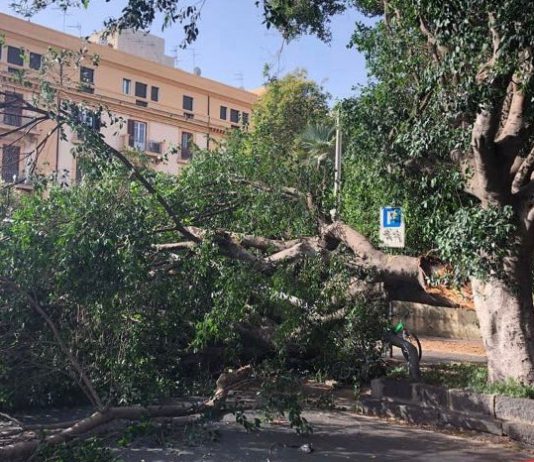 Tribunale: si schianta albero, fortunatamente nessun ferito