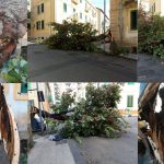 Alberi pericolosi: ancora un crollo in VIa Quod Quaeris