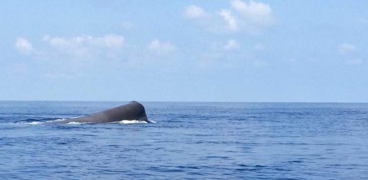 Magiche Eolie, a Filicudi il saluto del Capodoglio