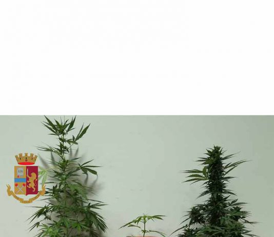 Spinelli in auto e piante di marijuana a casa: arrestato ventitreenne messinese