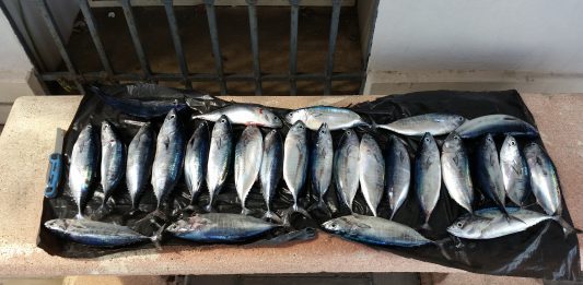 Pesca illegale, sequestrati dalla Guardia Costiera 27 esemplari di tonno rosso