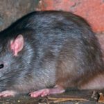 Invasione di topi a San LIcandro, la denuncia del consigliere Laimo