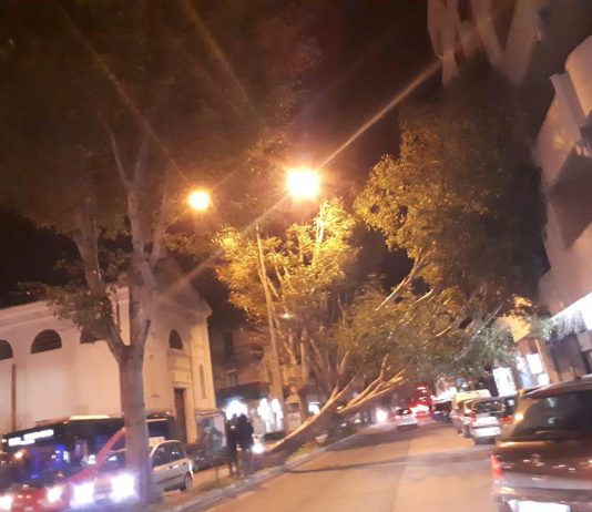 Alberi crollati, non è solo colpa del vento