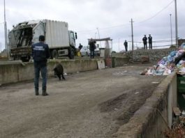Milazzo, suini neri a nutrirsi nella discarica comunale: sequestrata l’area