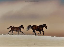 Tutela del Cavallo Sanfratellano, Giuseppe Salerno: “la qualità nasce in campo”