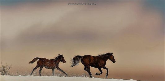 Tutela del Cavallo Sanfratellano, Giuseppe Salerno: “la qualità nasce in campo”