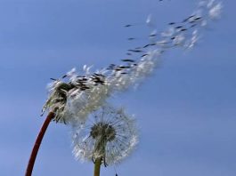 Vangelo Ora: non si può fermare il vento, gli si fa solo perdere tempo