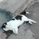 31 telefonate per far rimuovere un gatto morto