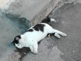 31 telefonate per far rimuovere un gatto morto