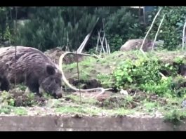 Ancora avvistamenti di cinghiali a San Licandro: dieci cuccioli a spasso con la mamma (video)