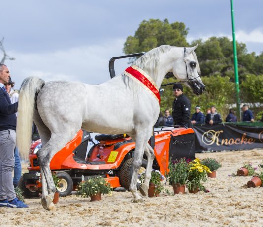 “IV Palermo Arabian Horses Cup”: medaglia d’oro per gli Stalloni a Summum Marc K.A. mentre Imperia P.C. si è aggiudicata la “V Sicilian Cup”