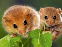 Minaccia di sterminio per il ghiro dei Nebrodi