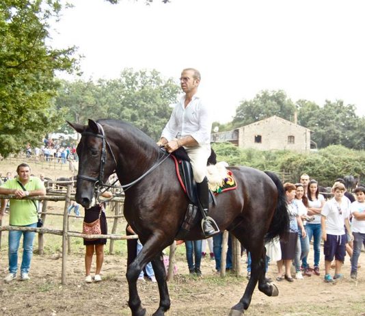 L’assessore regionale Bandiera, nomina consulente Salerno per la valorizzazione e promozione delle razze equine italiane