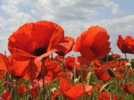 25 aprile: tocca scrivere, quando qualche “intellettuale” a Messina si risveglia nostalgico