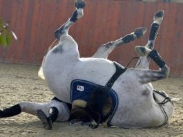 Alcara Li Fusi: giovane donna cade da cavallo