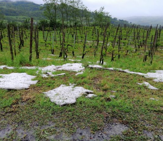 Maltempo: maggio anomalo, danni e disagi per fienagione e colture ortofrutticole