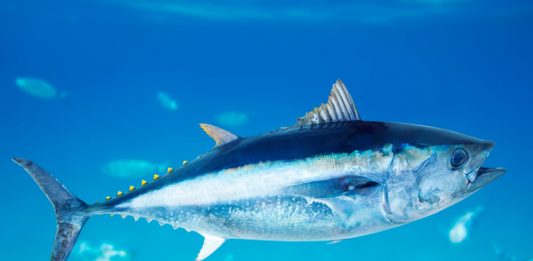 I misteri del tonno: dai “cold cases” alle indagini satellitari, “lectio” il 24 maggio all’Accademia dei Pericolanti