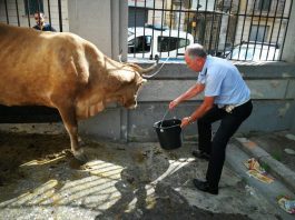 De Luca su facebook chiarisce il caso della “mucca vagante”