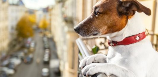 Appello dell’AIDAA: non abbandonate i cani sui balconi