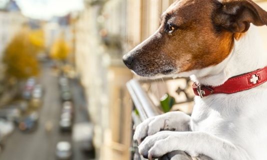 Appello dell’AIDAA: non abbandonate i cani sui balconi
