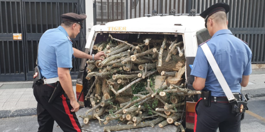 Rubavano legna in area boschiva: padre e figlio arrestati dai Carabinieri