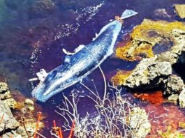 Lo scheletro del capodoglio Siso esposto al MuMa di Milazzo