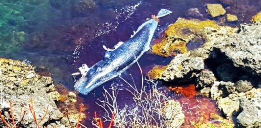 Lo scheletro del capodoglio Siso esposto al MuMa di Milazzo