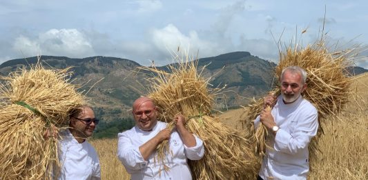 Gli ambasciatori del gusto riscoprono i grani antichi, via alla mietitura