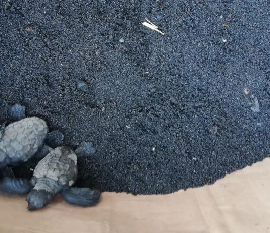 Stromboli, si schiudono le uova di Caretta-Caretta (video e foto)