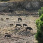 Salita Tremonti: cinghiali sbattono contro un centauro