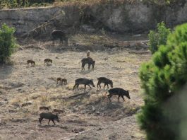 Salita Tremonti: cinghiali sbattono contro un centauro