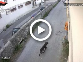 Arrestato l’autore del tentato omicidio di Fondaco Nuovo (video)