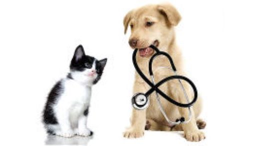 Barcellona: Ambulatorio veterinario comunale funzionante a pieno ritmo