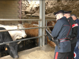 Capizzi: controlli dei Carabinieri nel settore forestale, agricolo e agroalimentare