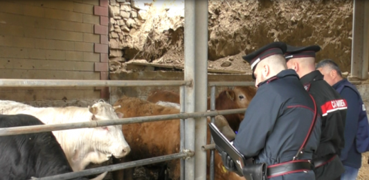 Capizzi: controlli dei Carabinieri nel settore forestale, agricolo e agroalimentare