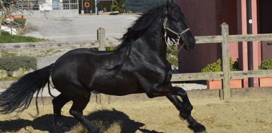 San Fratello: 6 ottobre, 61ª Mostra Mercato del Cavallo Sanfratellano.
