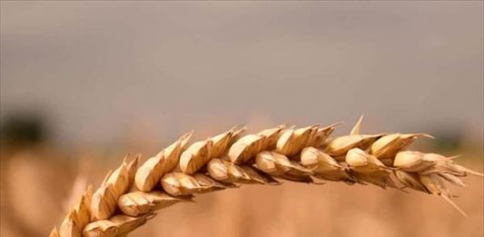 Vangelo Ora: chiamati ad essere semi che portano frutto
