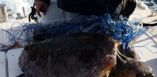 Impigliata in alcune cime, tartaruga salvata dagli uomini della Capitaneria di Porto di Messina