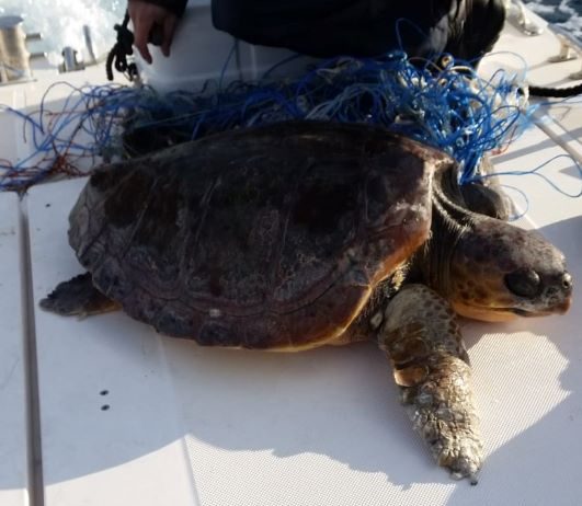 Impigliata in alcune cime, tartaruga salvata dagli uomini della Capitaneria di Porto di Messina