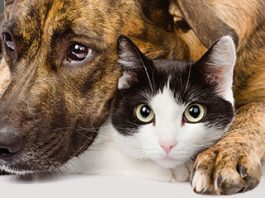 Botti di Capodanno: AIDAA, “migliaia di cani e gatti fuggiti, 360 morti o dispersi”